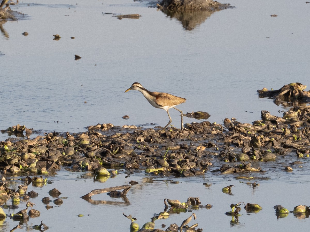 Sarı Alınlı Jakana - ML651898992