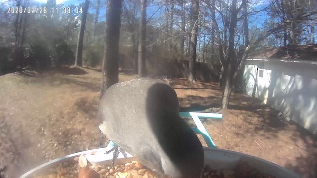 Northern Mockingbird - ML651899010