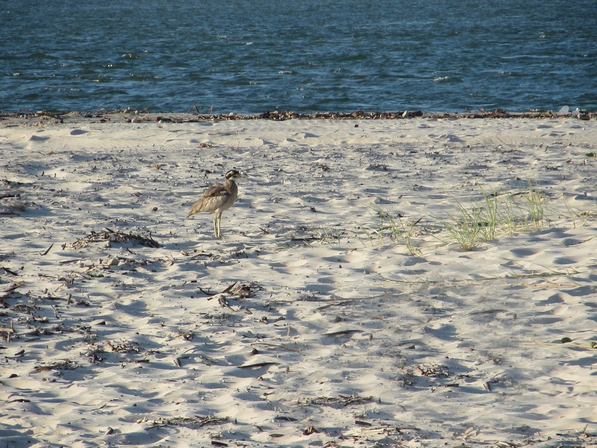 Resif Kocagözü - ML651899111