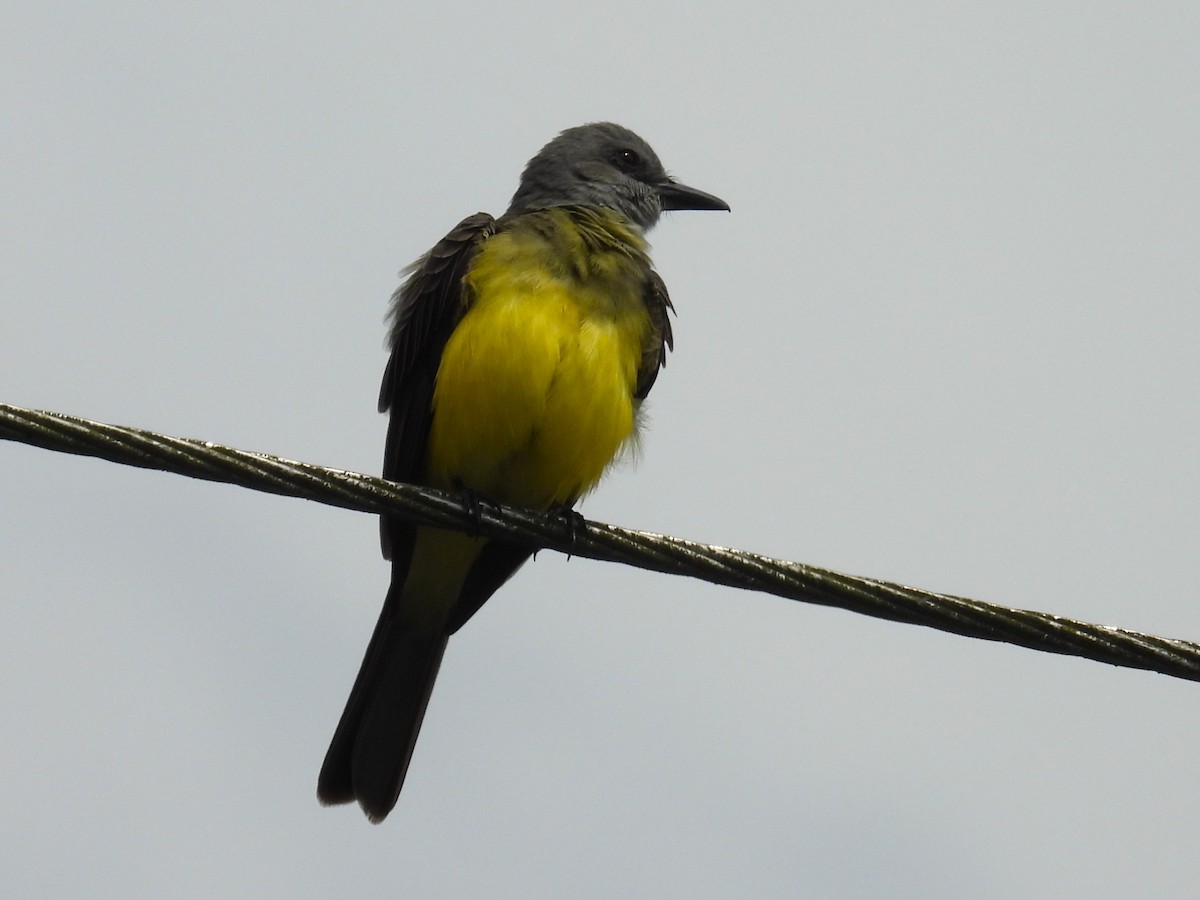 Tropical Kingbird - ML651899417