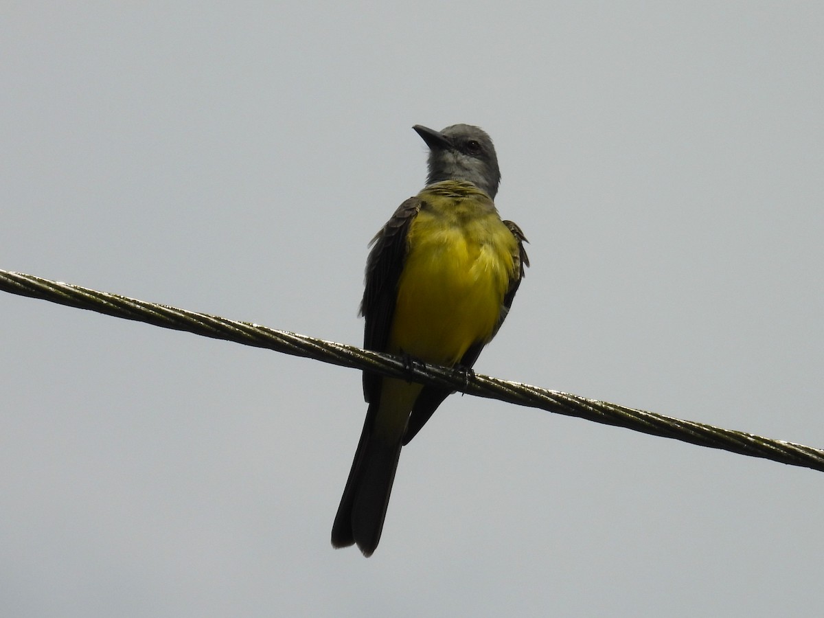 Tropical Kingbird - ML651899418