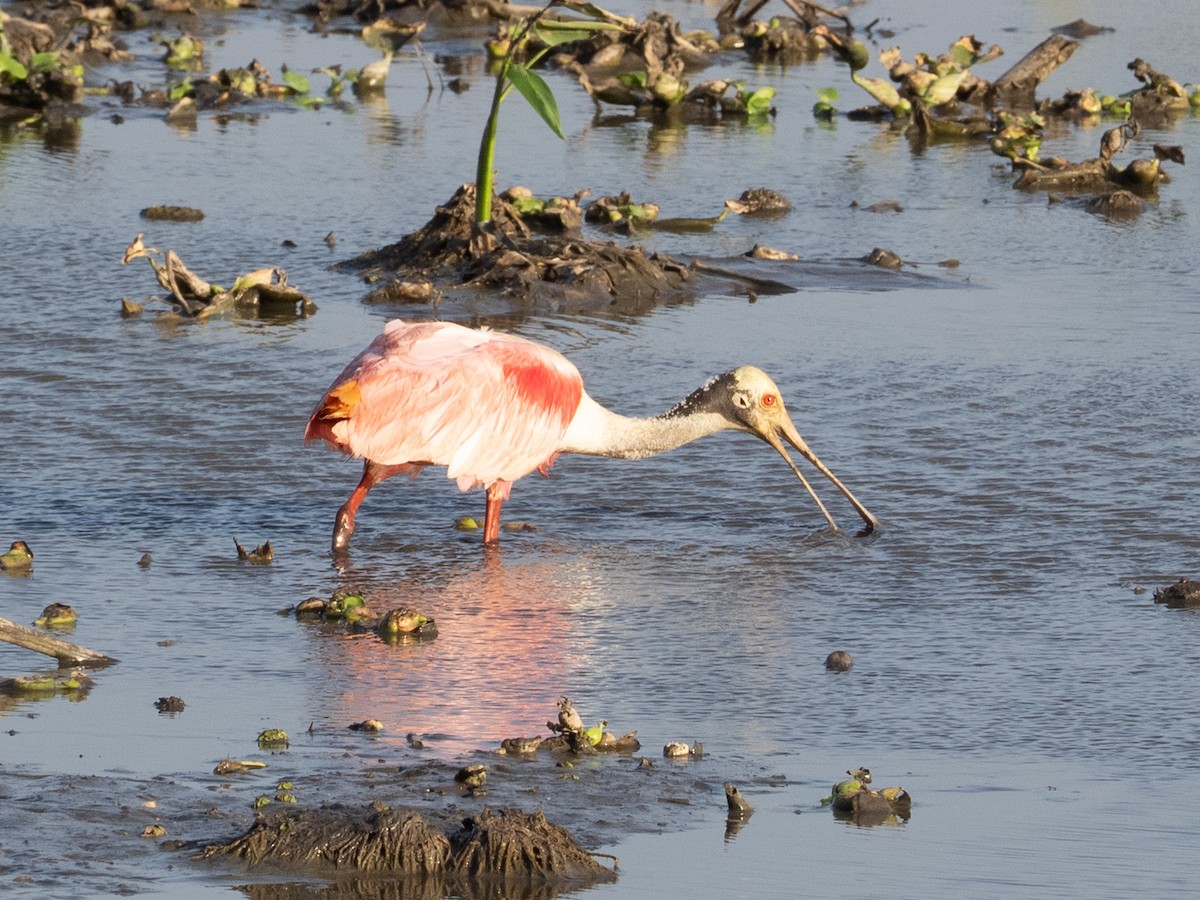 Pembe Kaşıkçı - ML651899515