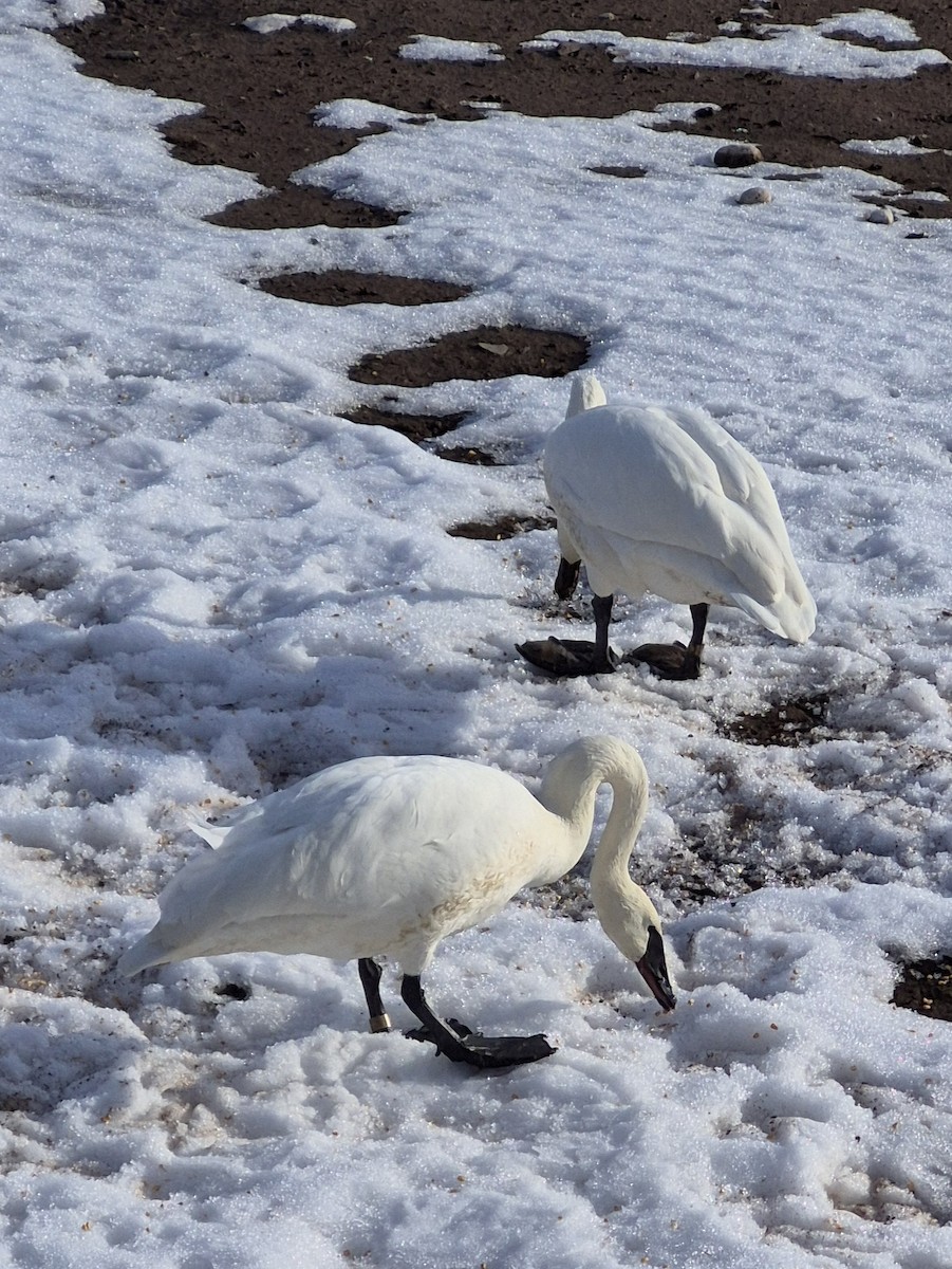Лебедь-трубач - ML651899830