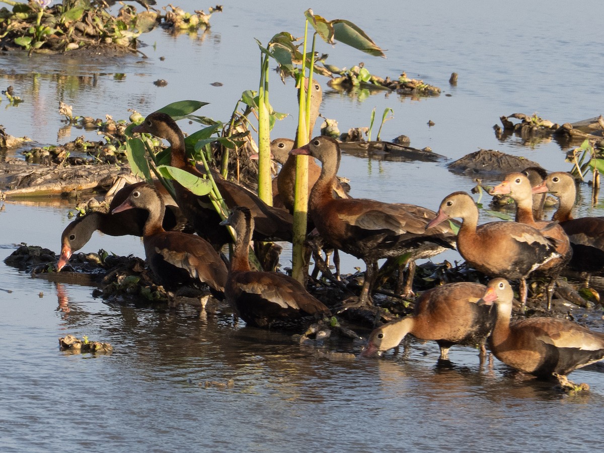 Kara Karınlı Islıkçı Ördek - ML651899994