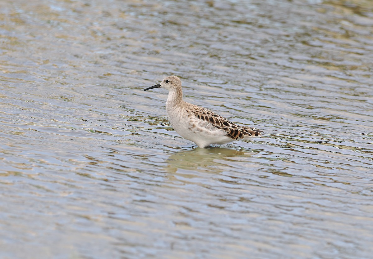 Combattente - ML651900396