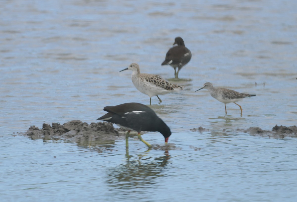 Combattente - ML651900631