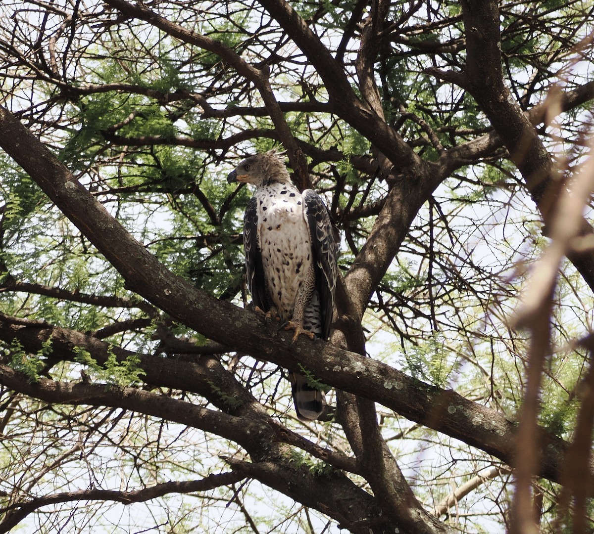 Crowned Eagle - ML651900735
