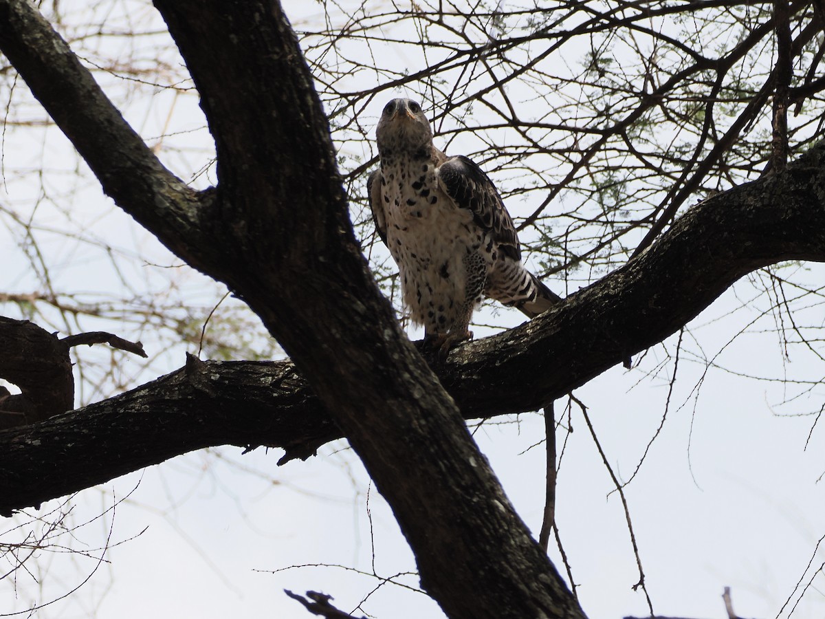 Crowned Eagle - ML651900736