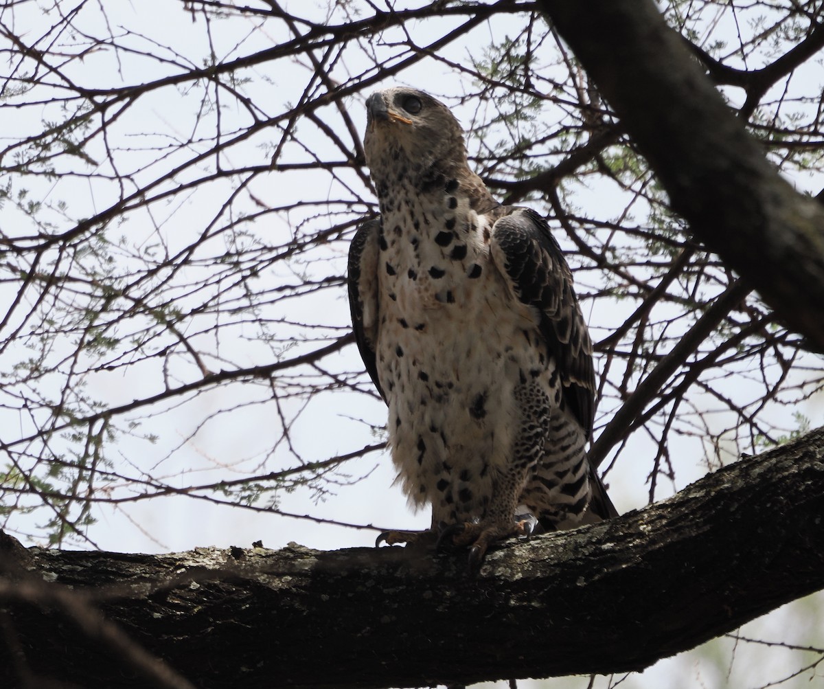 Crowned Eagle - ML651900737