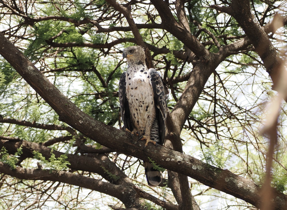 Crowned Eagle - ML651900738