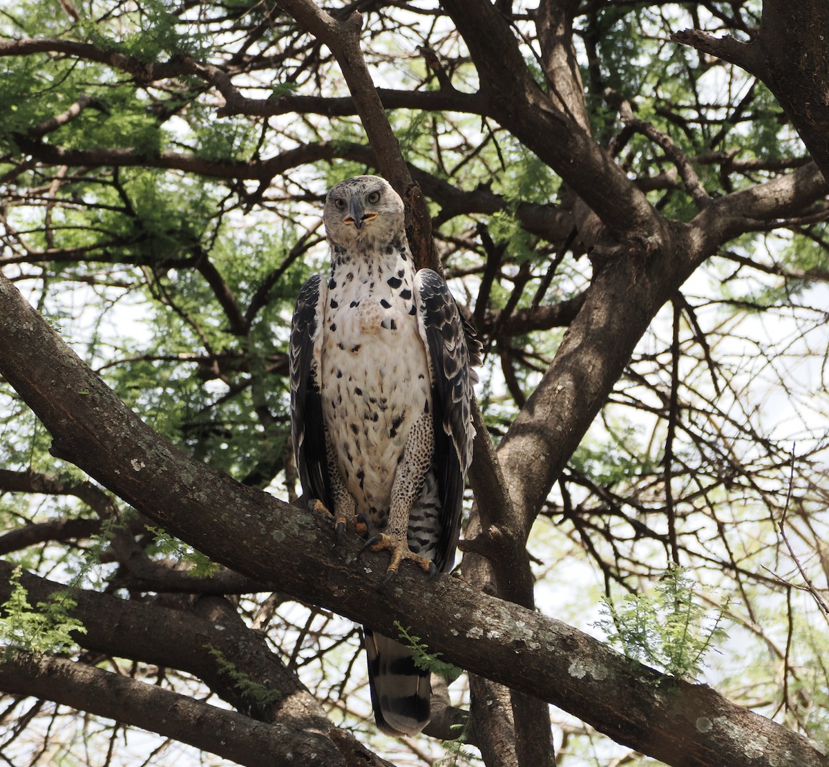 Crowned Eagle - ML651900739