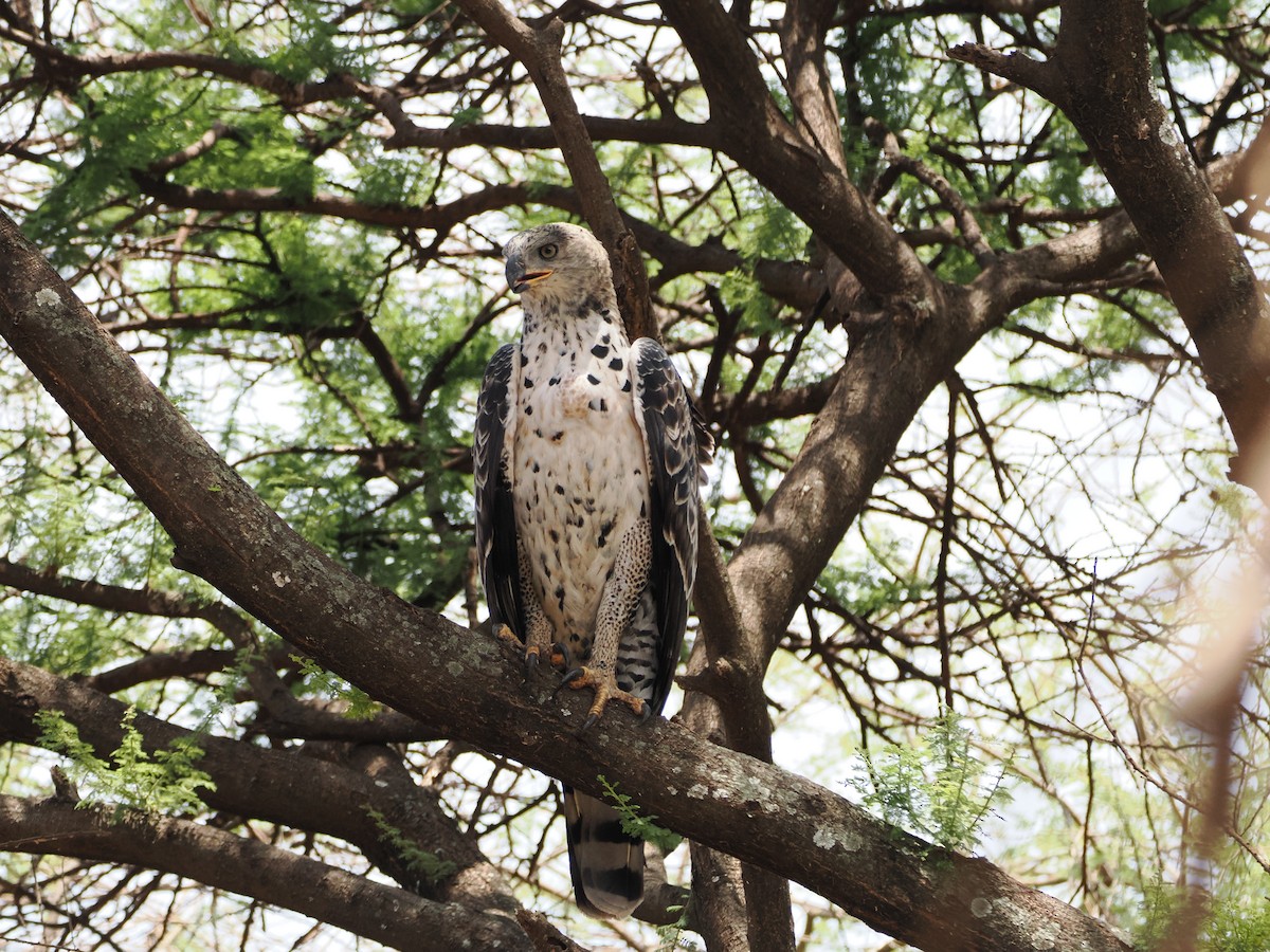 Crowned Eagle - ML651900742