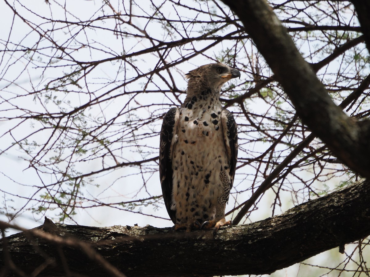 Crowned Eagle - ML651900743