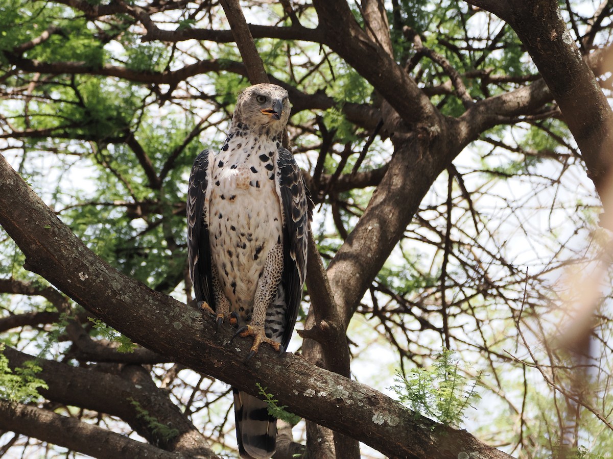 Crowned Eagle - ML651900744