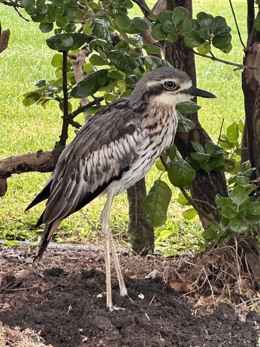 オーストラリアイシチドリ - ML651900745