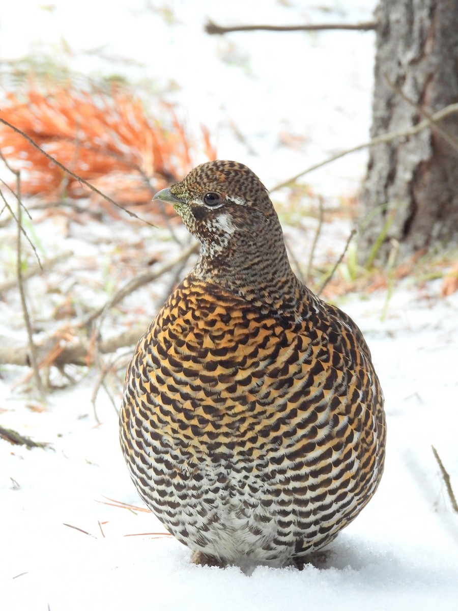 Канадская дикуша - ML651900895