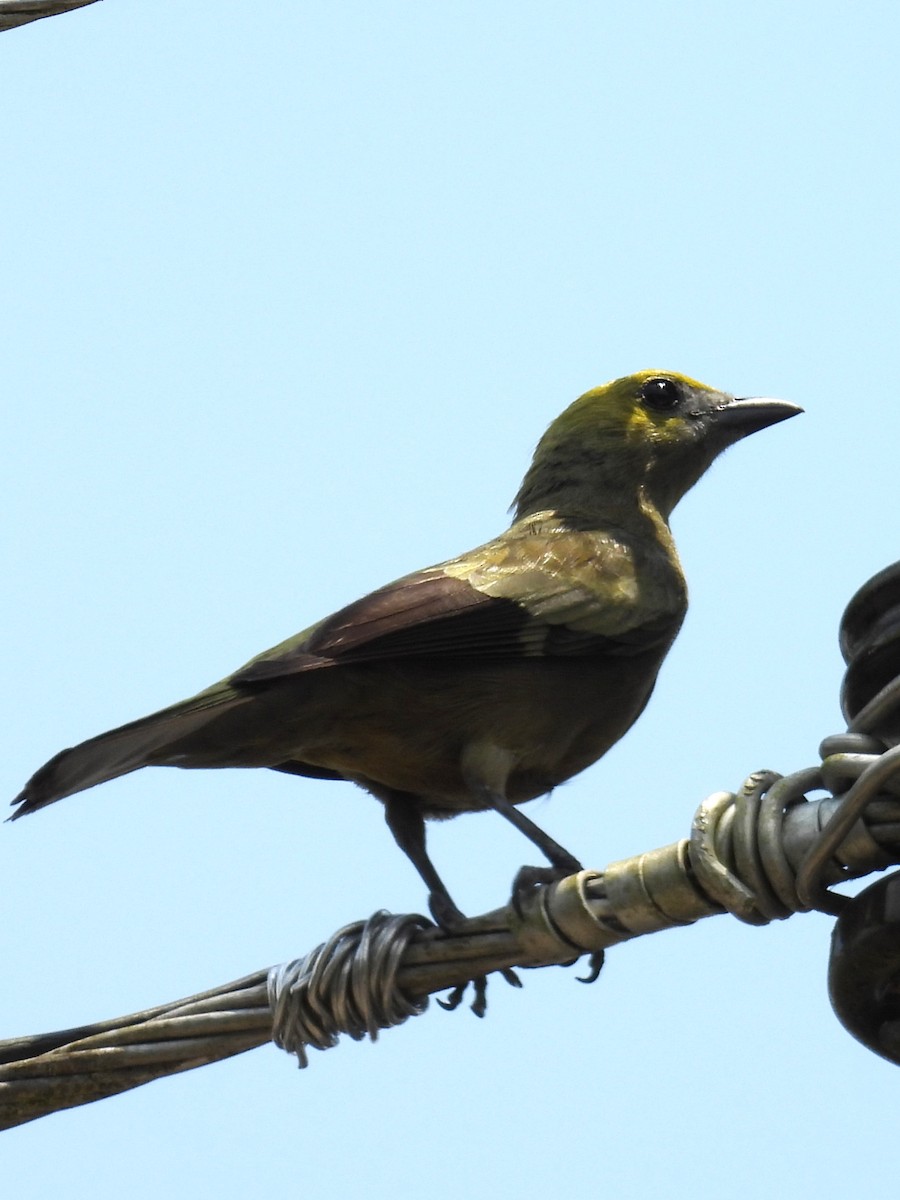 Palm Tanager - ML651901037
