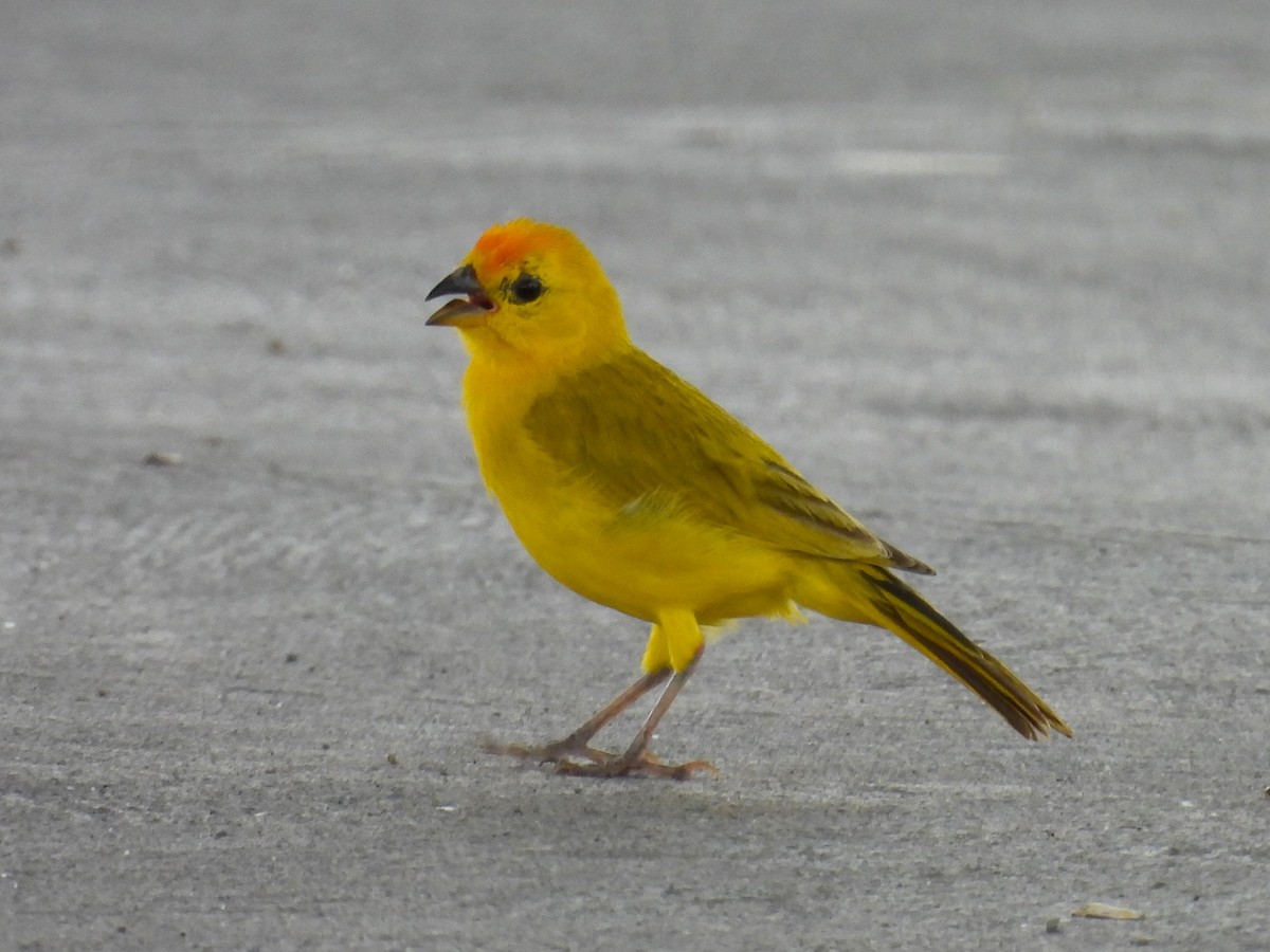 Saffron Finch - ML651901077