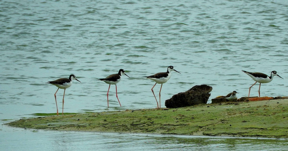 Black-necked Stilt - Eric Haskell