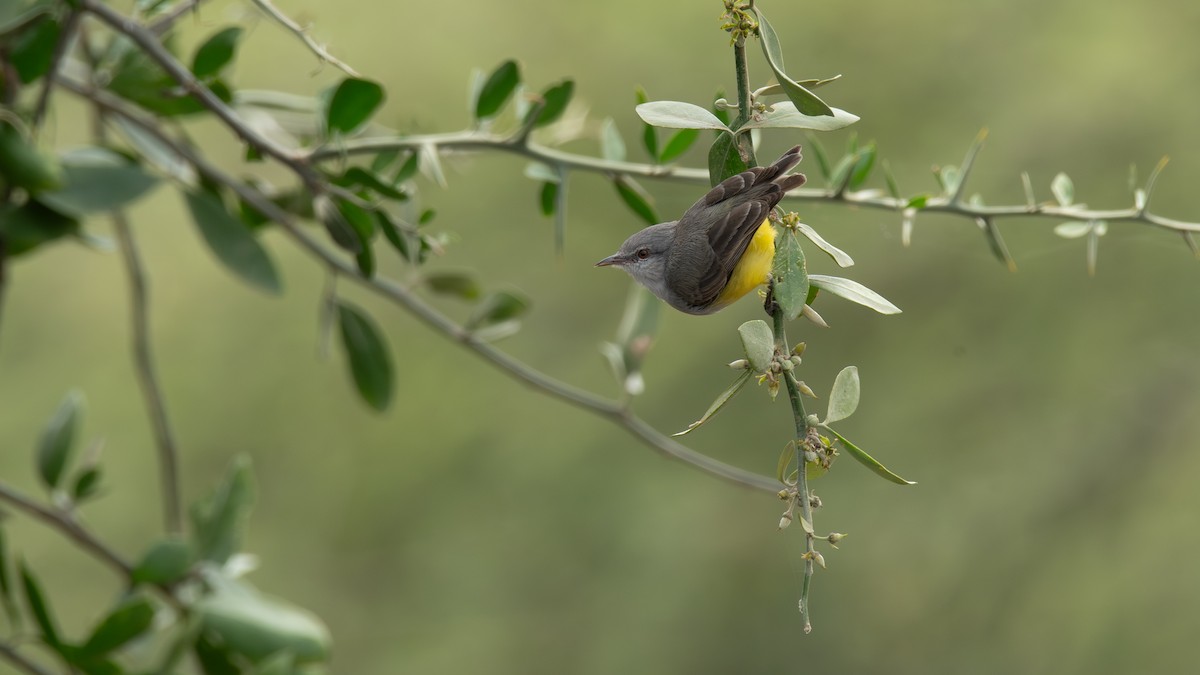 Yellow-bellied Eremomela - ML651903233