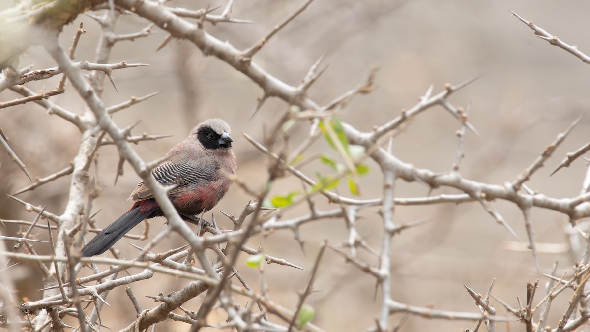 Black-faced Waxbill - ML651903295