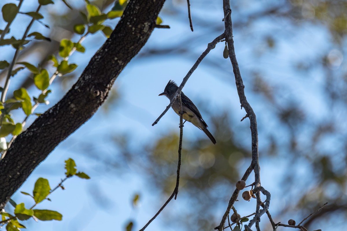 Greater Pewee - ML651903597