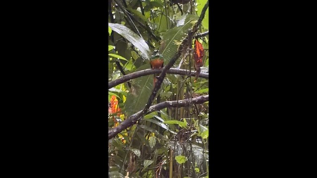 Rufous-tailed Jacamar - ML651903991