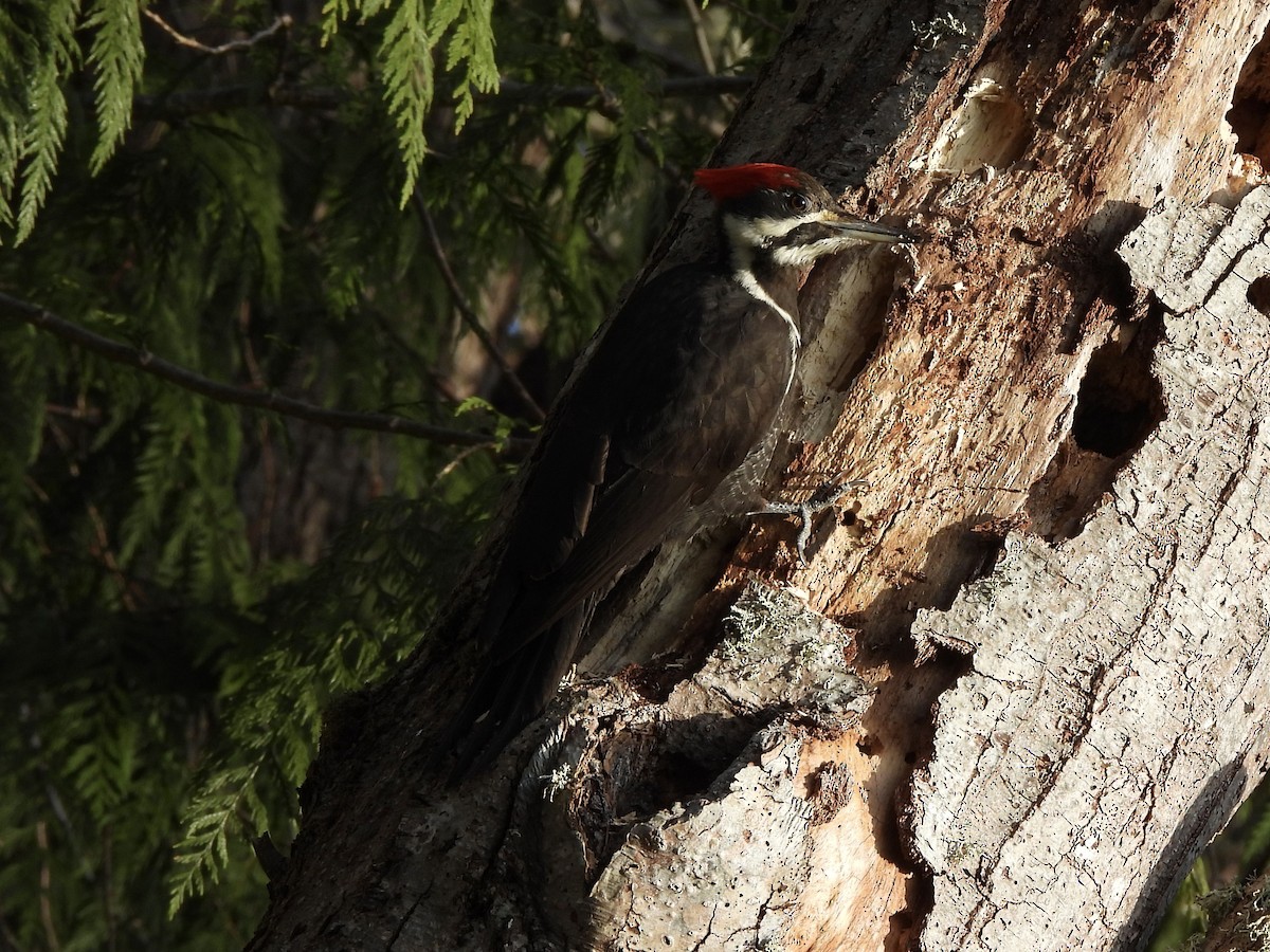 Pileated Woodpecker - ML651904083