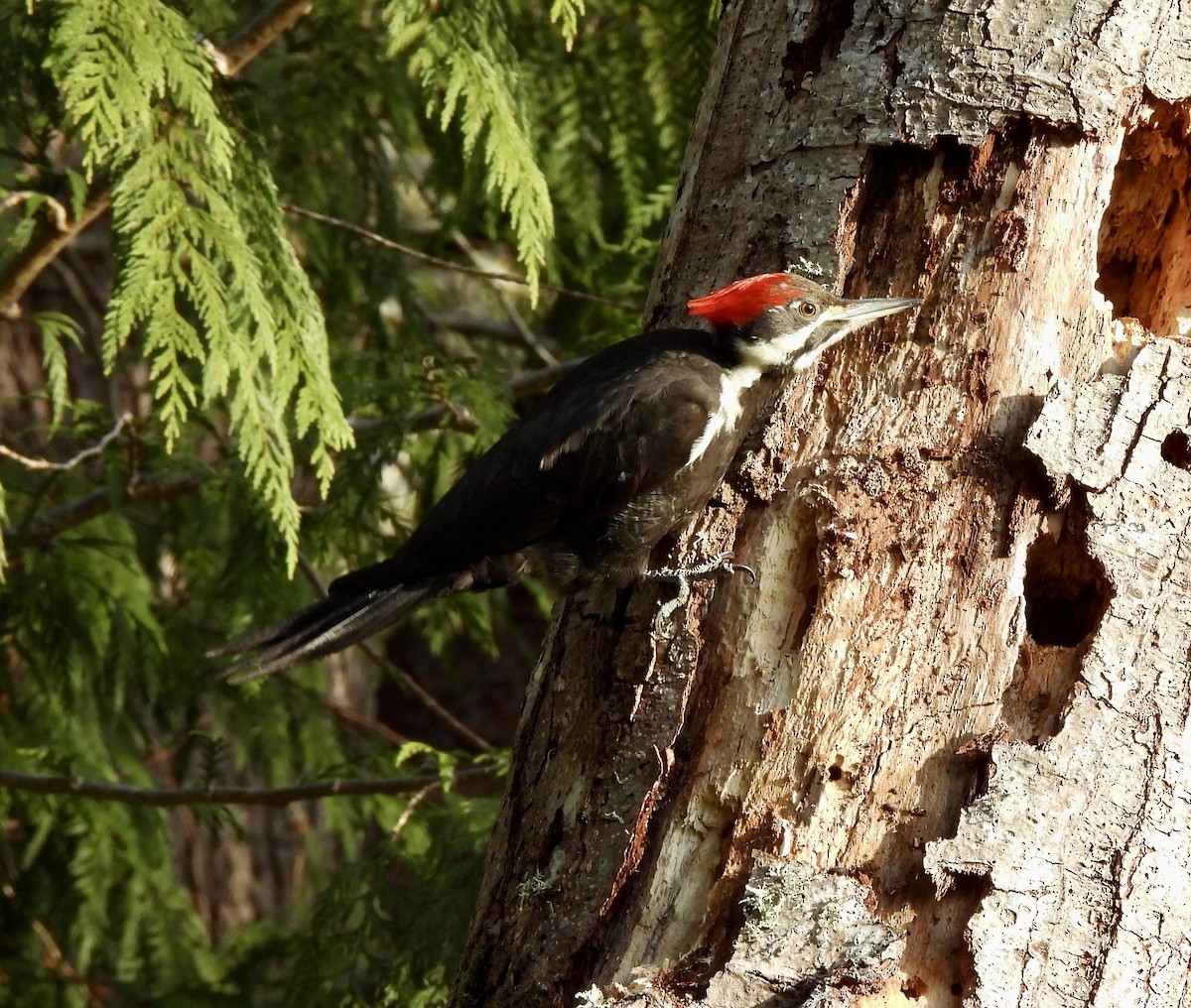 Pileated Woodpecker - ML651904259