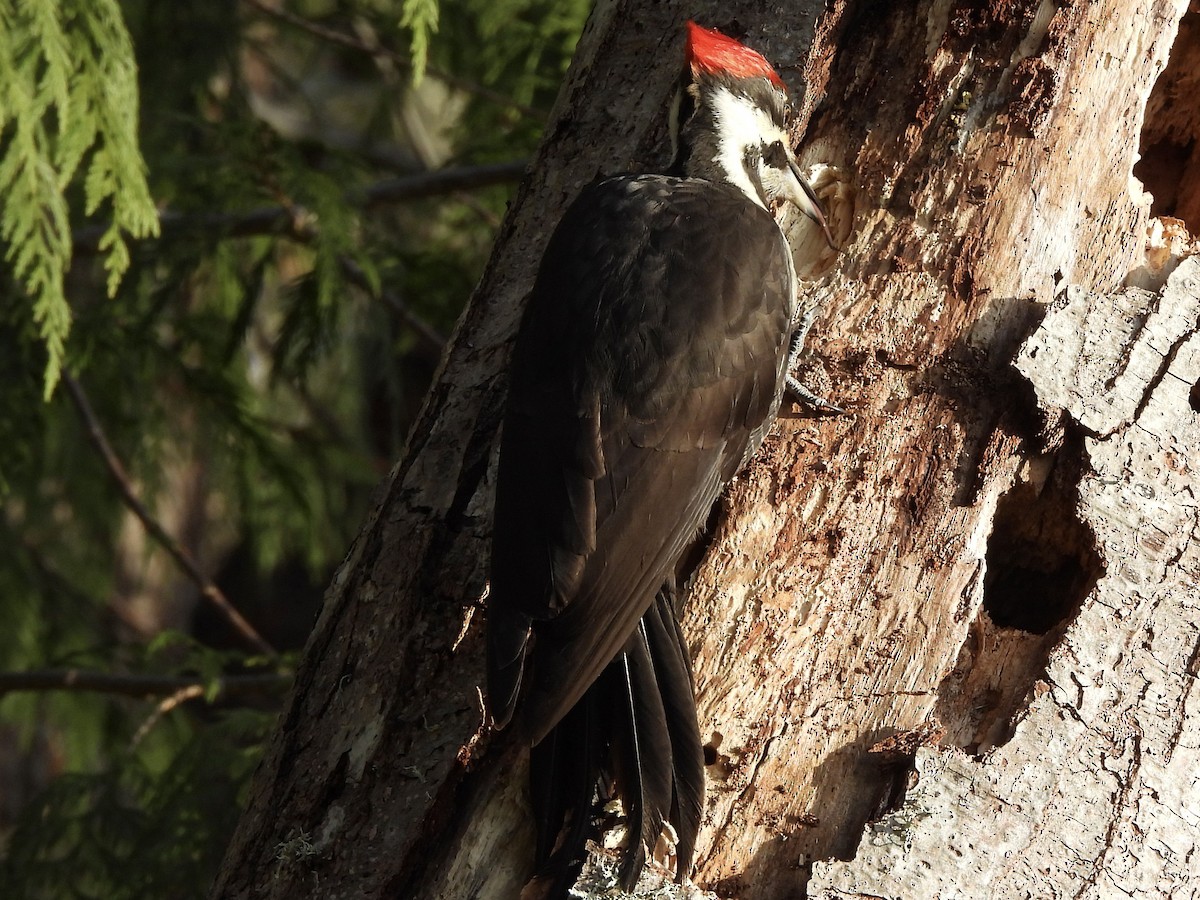 Pileated Woodpecker - ML651904260