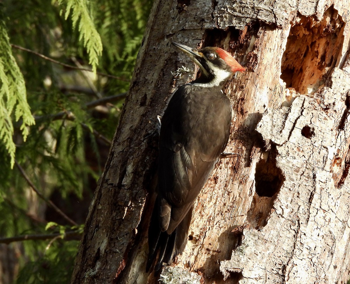 Pileated Woodpecker - ML651904261