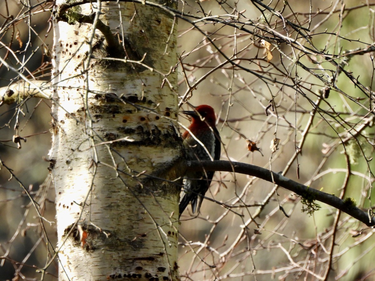 Red-breasted Sapsucker - ML651904386