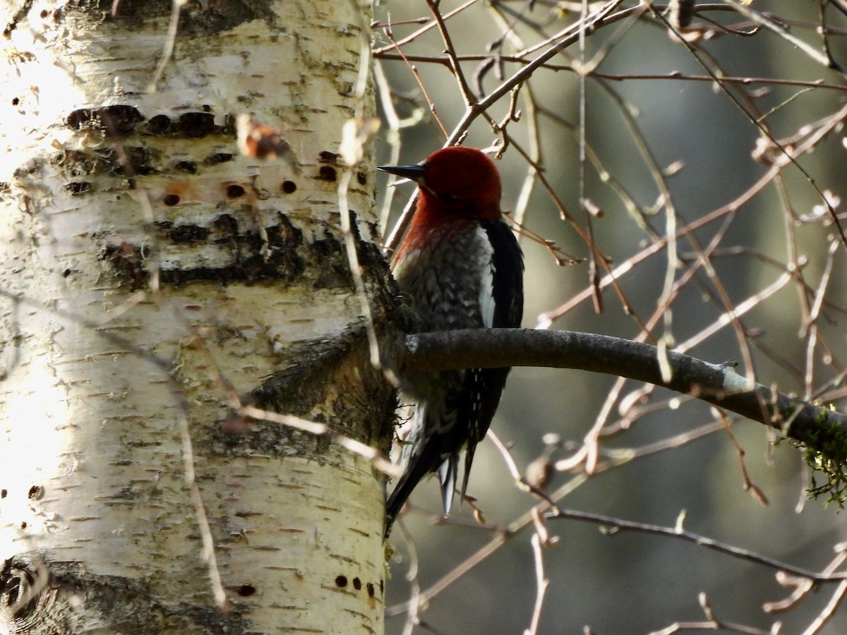 Red-breasted Sapsucker - ML651904387