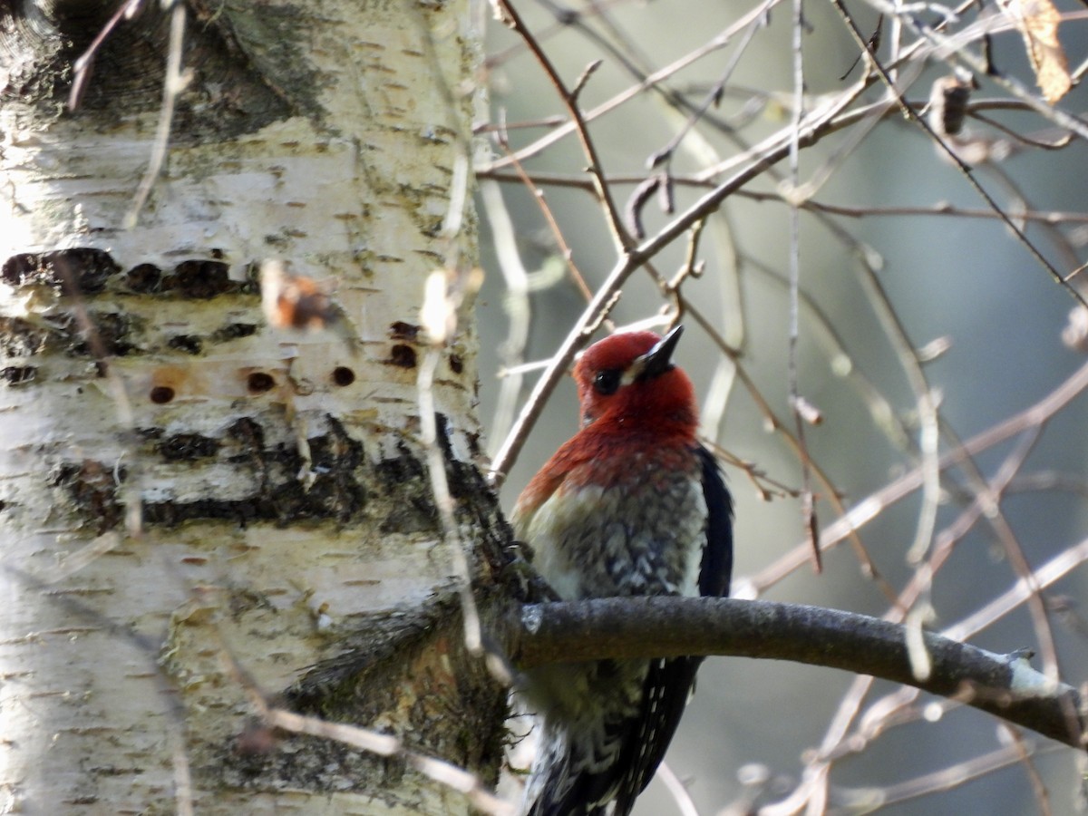 Red-breasted Sapsucker - ML651904388