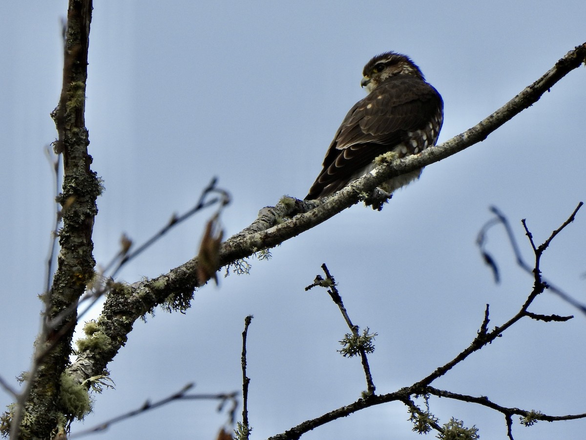 Merlin - ML651904409