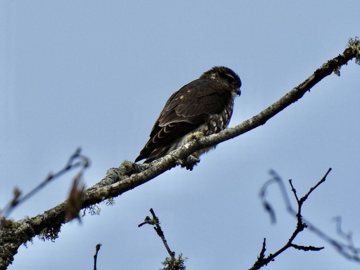 Merlin - ML651904410