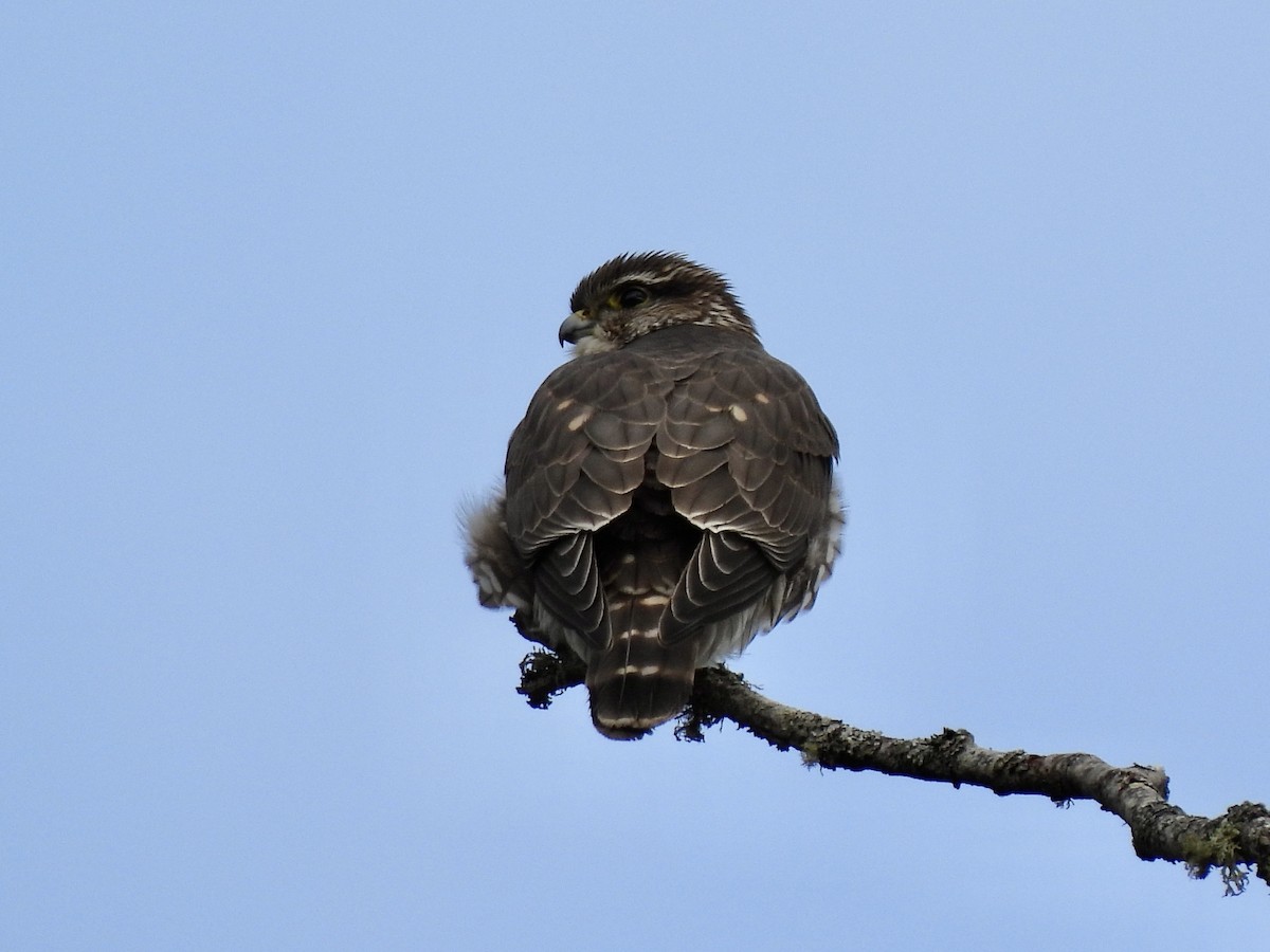 Merlin - ML651904411