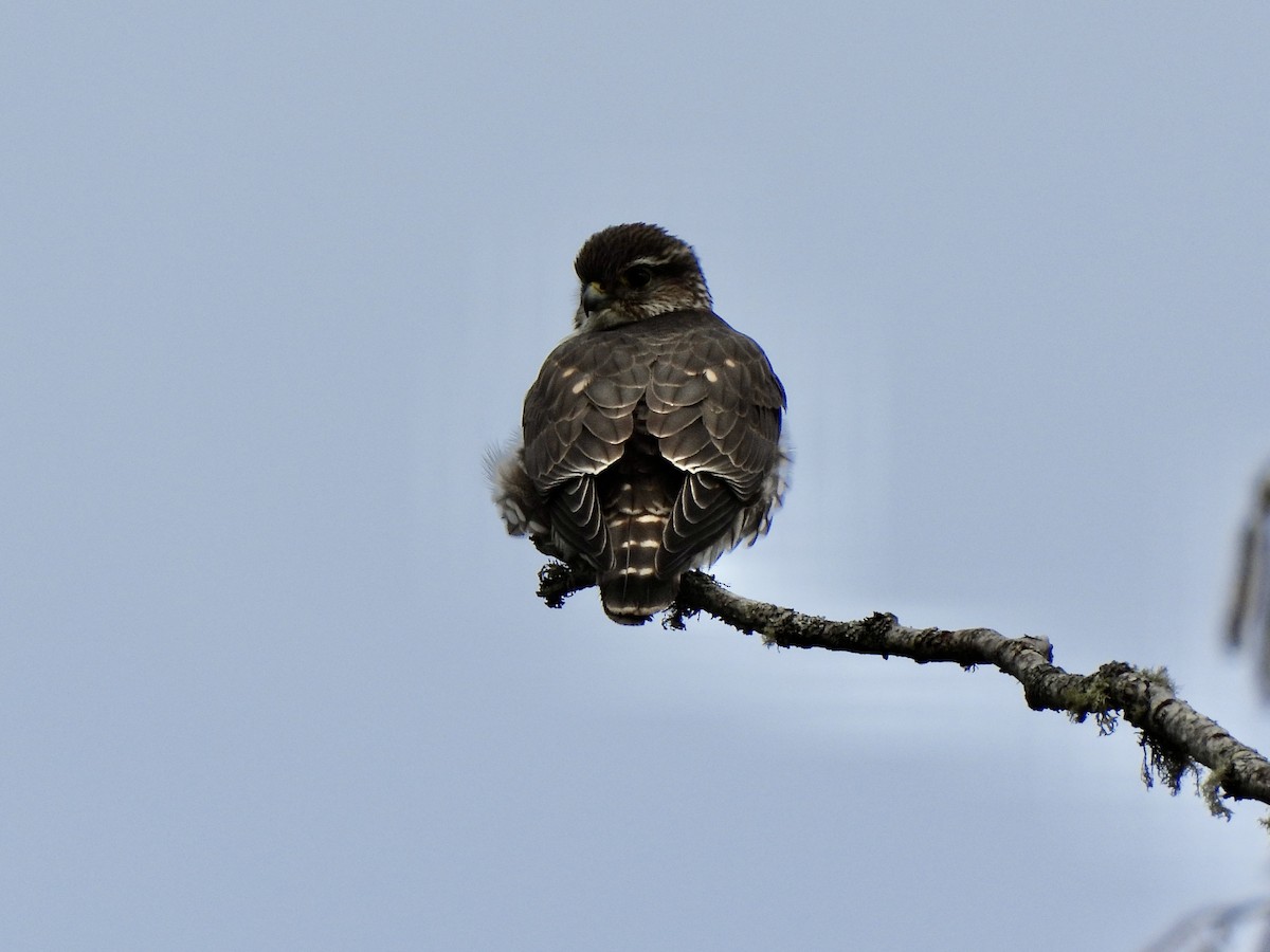 Merlin - ML651904412