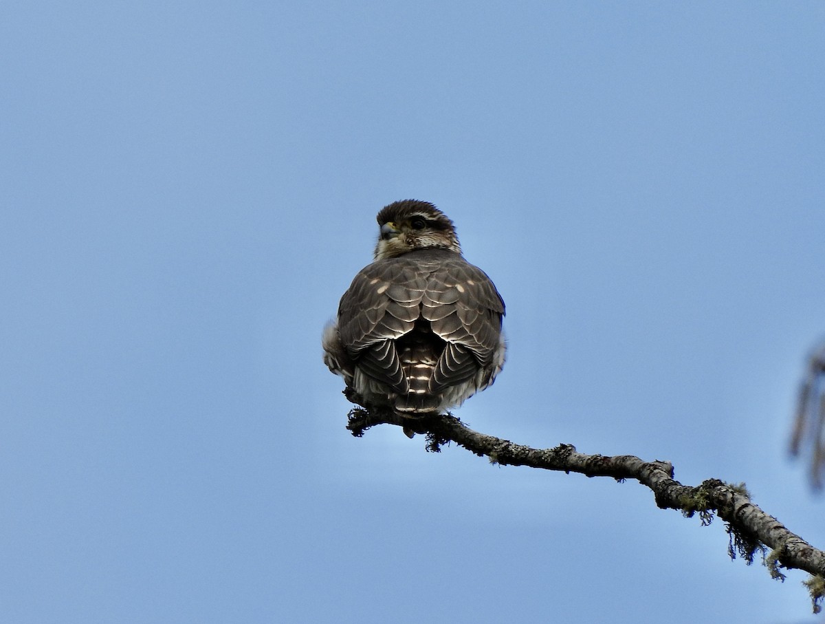 Merlin - ML651904413