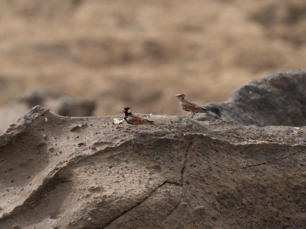 skřivan bělouchý - ML651905162