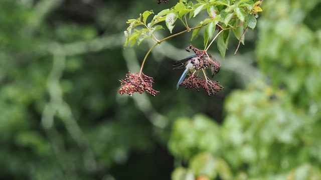 Eastern Bluebird - ML651905464