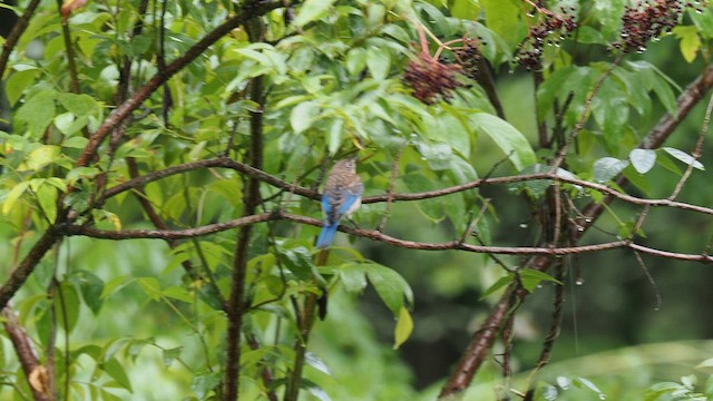 Eastern Bluebird - ML651905470