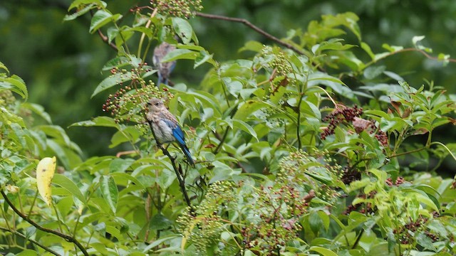 Eastern Bluebird - ML651905489