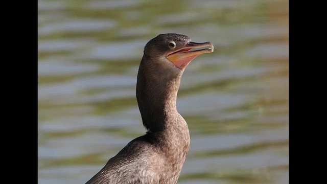 Neotropic Cormorant - ML651905622