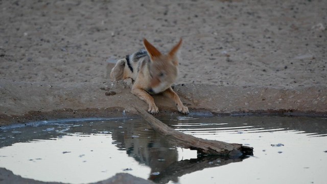 kara sırtlı çakal - ML651906984