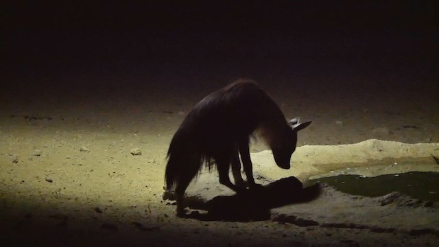 Brown Hyaena - ML651907006