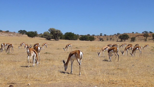 Springbok - ML651907506