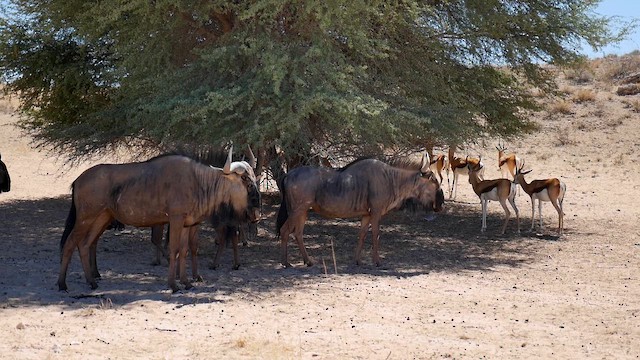 Common Wildebeest - ML651907508