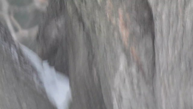 Red-bellied Woodpecker - ML651907694