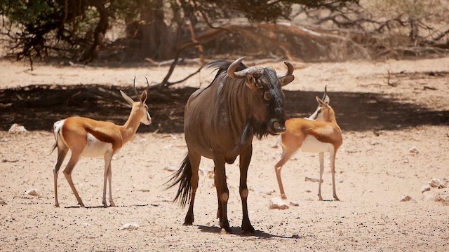 Common Wildebeest - ML651907802